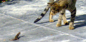 lizard and cat fighting